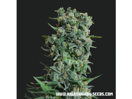 59443 kalashnikov seeds kalashnikov original feminizovana semena konopi