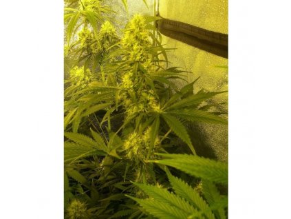 Mr. Nice Seeds G13 x Haze, regulérní semena konopí