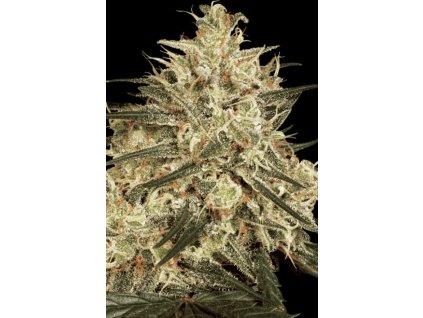 Paradise Seeds Atomical Haze, feminizovaná semena konopí