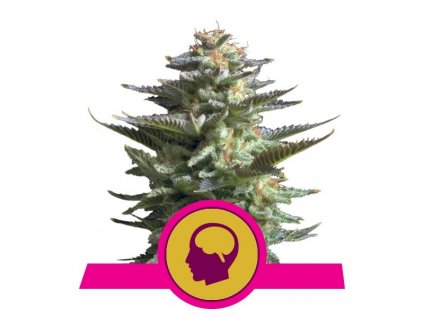 Royal Queen Seeds Amnesia Haze, feminizovaná semena konopí