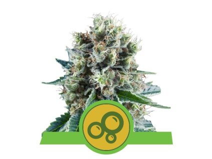 Royal Queen Seeds Bubble Kush Automatic, feminizovaná semena konopí, samonakvétací