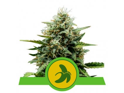 Royal Queen Seeds Fat Banana Automati, feminizovaná semena konopí, samonakvétací