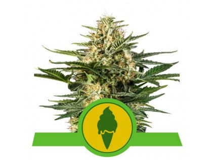 Royal Queen Seeds Green Gelato Automatic, feminizovaná semena konopí, samonakvétací
