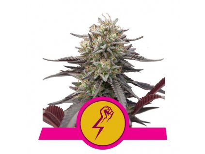 Royal Queen Seeds Green Crack Punch, feminizovaná semena konopí