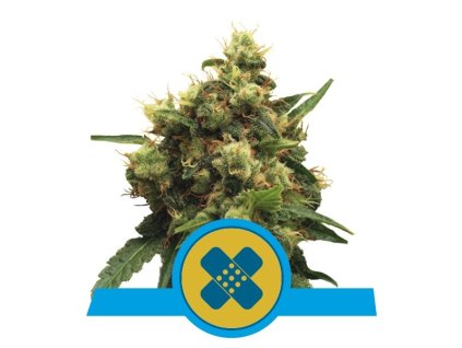Royal Queen Seeds Painkiller XL Medical, feminizovaná semena konopí