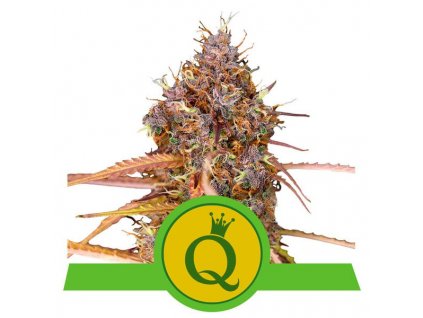 Royal Queen Seeds Purple Queen Automatic, feminizovaná semena konopí, samonakvétací