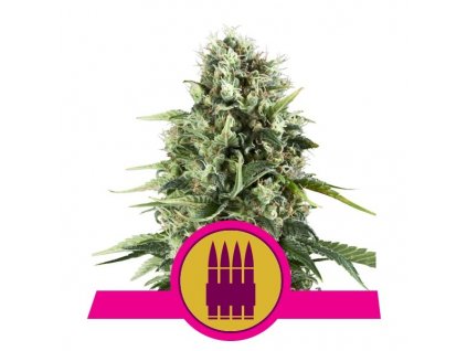 Royal Queen Seeds Royal AK, feminizovaná semena konopí