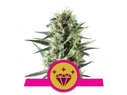 Royal Queen Seeds Special Kush #1, feminizovaná semena konopí