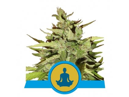 Royal Queen Seeds Stress Killer Automatic, feminizovaná semena konopí, samonakvétací