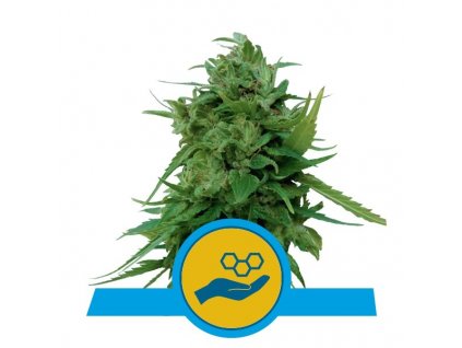 Royal Queen Seeds Solomatic, feminizovaná semena konopí, samonakvétací