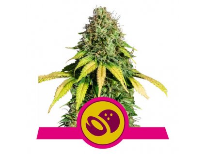 Royal Queen Seeds Somango XL, feminizovaná semena konopí