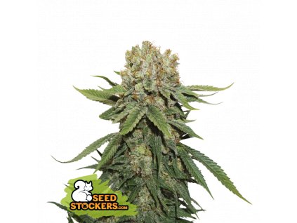 Seedstockers Thin Mint Crack, feminizovaná semena konopí