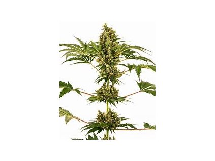 Sensi Seeds Sensi #34 CBD (Sensi Auto CBD), feminizovaná semena konopí, samonakvétací