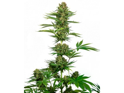 Sensi Seeds Sensi #743 CBD (Black Domina CBD), feminizovaná semena konopí