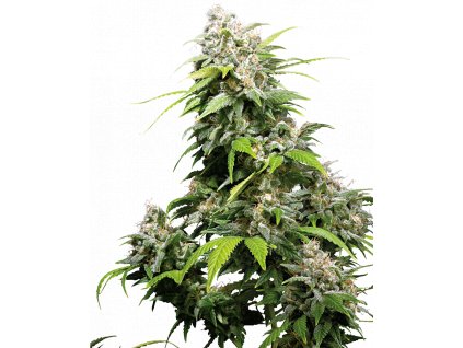 Sensi Seeds California Indica, feminizovaná semena konopí