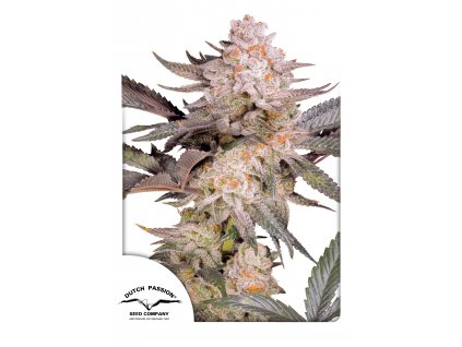 Dutch Passion Orange Bud 2.0, feminizovaná semena konopí