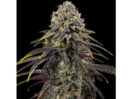 Royal Queen Seeds x Mike Tyson Dynamite Diesel, feminizovaná semena konopí