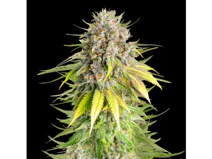 Royal Queen Seeds x Mike Tyson Punch Pie, feminizovaná semena konopí