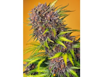 Sweet Seeds Auto Diablo Rojo XL, feminizovaná semena konopí, samonakvétací