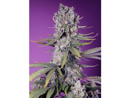 Sweet Seeds Papaya Zoop F1, feminizovaná semena konopí, fast