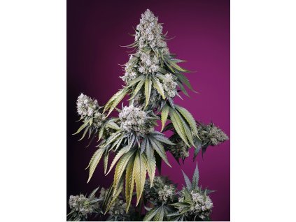 Sweet Seeds Auto Jealousy Z XL, feminizovaná semena konopí, samonakvétací