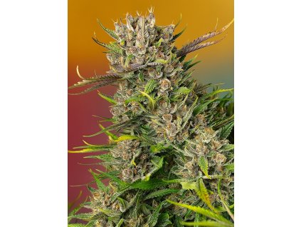 Sweet Seeds Auto Papaya Zoap, feminizovaná semena konopí, samonakvétací