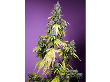 Sweet Seeds Auto Jet Fuel Mandarine XL, feminizovaná semena konopí, samonakvétací