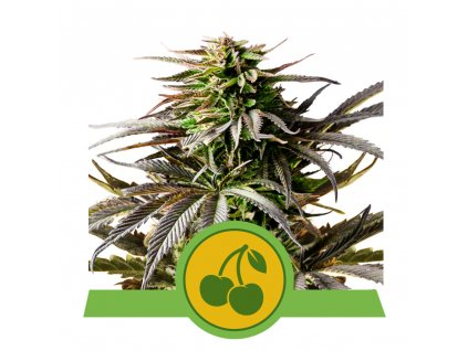 1+1 ZDARMA Royal Queen Seeds Cherry Pie Auto, feminized autoflowering , 3ks