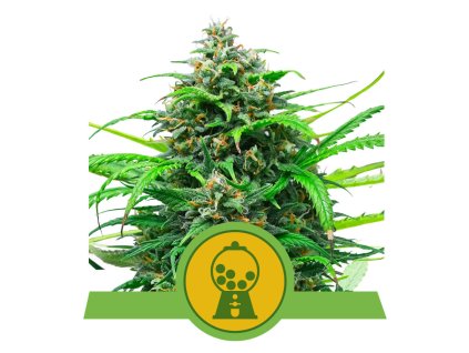 1+1 ZDARMA Royal Queen Seeds Pink Runtz Auto , feminized autoflowering , 5ks