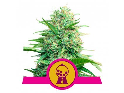 1+1 ZDARMA Royal Queen Seeds Pink Runtz , feminized , 3ks