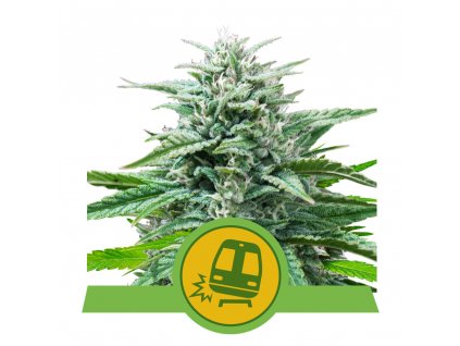 1+1 ZDARMA Royal Queen Seeds Trainwreck Auto , feminized autoflowering , 10ks