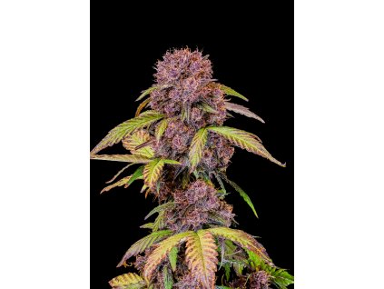 Fast Buds Lemon Cherry Cookies Auto, feminized autoflowering, 1ks