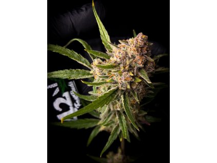 Fast Buds Guava Auto, feminized autoflowering, 1ks