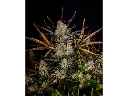 Fast Buds Apple Strudel Auto, feminized autoflowering, 10ks