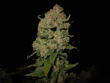 Fast Buds Papaya Cookies Auto, feminized autoflowering, 1ks