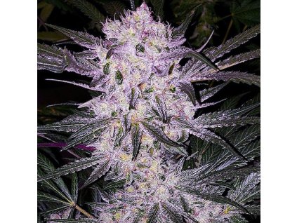 Ethos Genetics, Lilac Cookies Bx2, regular, 17ks
