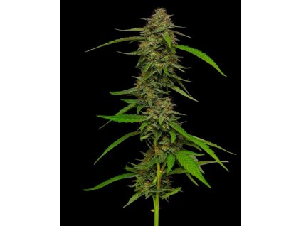 Humboldt Seed Company, Strawberry Cheesecake Auto, autoflowering feminized