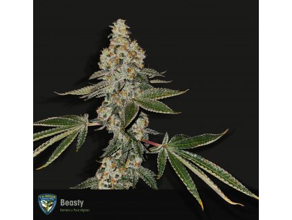 T.H. Seeds Beasty Gemelo, feminized, special pack 6+1ks