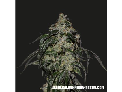 Kalashnikov Seeds Soyuz OG Express, feminized fast, 3ks