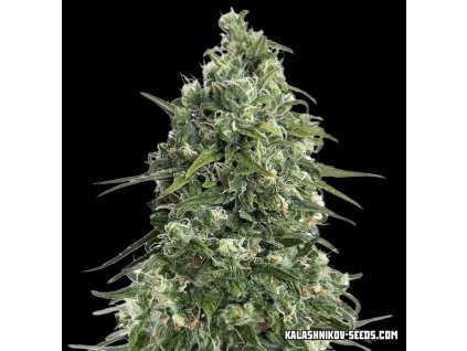 Kalashnikov Seeds Partizan Express, feminized fast, 3ks