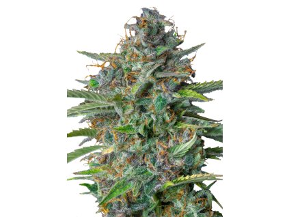 Royal Queen Seeds Strawberry Cough, feminized, 3ks