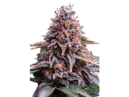 Royal Queen Seeds Pink Mist, feminized, 10ks
