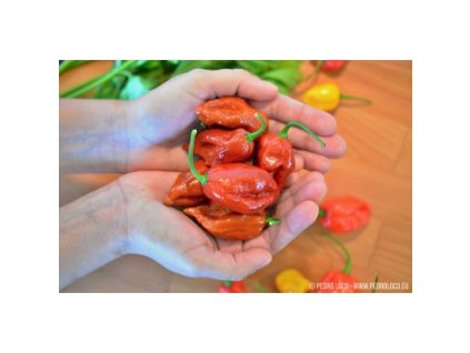 3669 bhut jolokia caramel