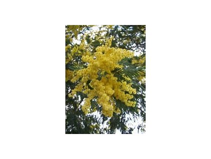 66849 akacie acacia dealbata 20ks