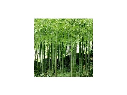66864 bambus phyllostachys pubescens 10ks