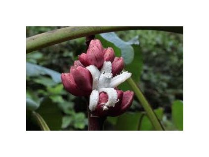 66870 banan do obyvaku musa velutina