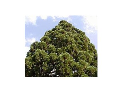 66990 sekvojovec obrovsky sequoiadendron giganteum 15ks