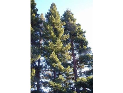 66993 sequoia sempervirens 10ks