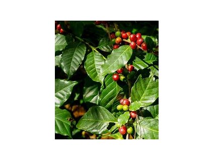 66996 kavovnik arabsky coffea arabica 6ks