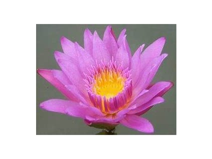 67008 leknin ruzovy nymphaea pink day nymphaea capensis 10ks